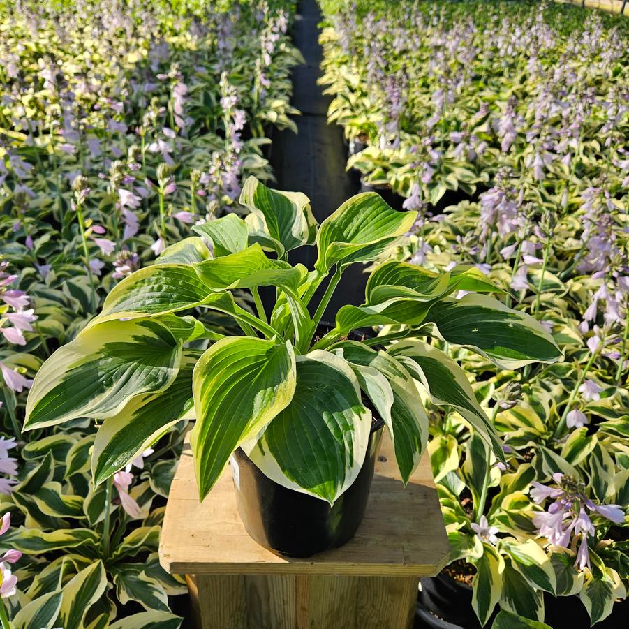 Hosta Wide Brim