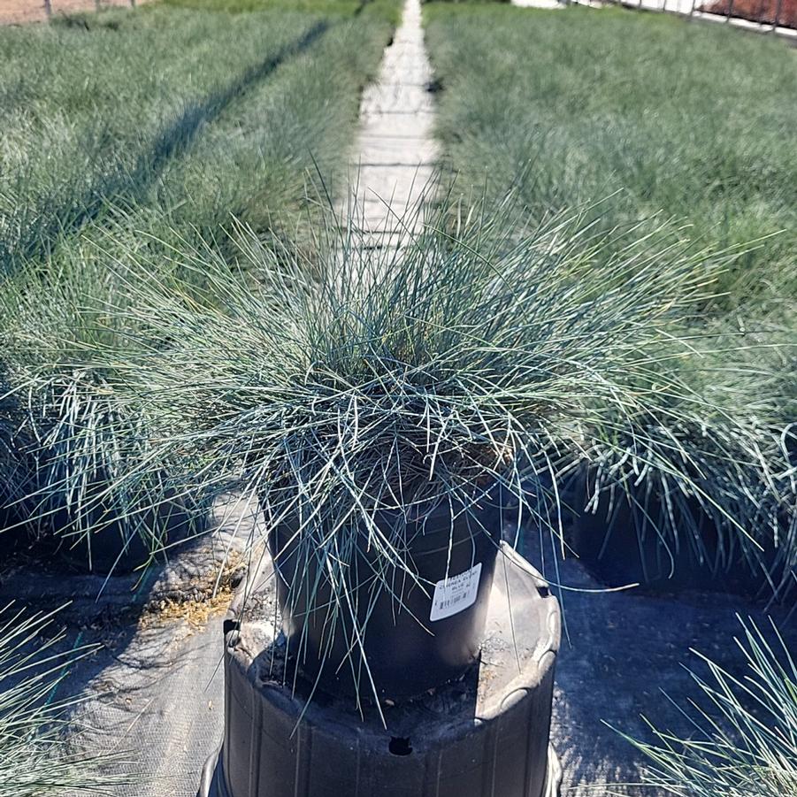 Festuca cinerca Elijah Blue