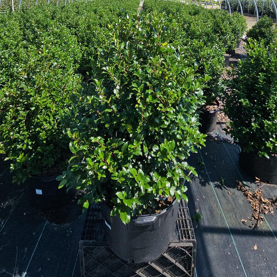 Ilex X meserveae Blue Maid