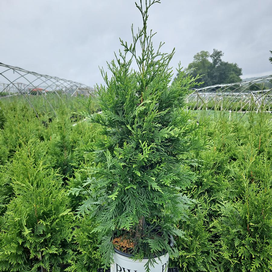 Thuja plicata Spring Grove®