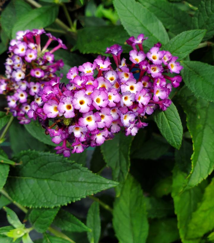 Buddleia Blueberry Pie™