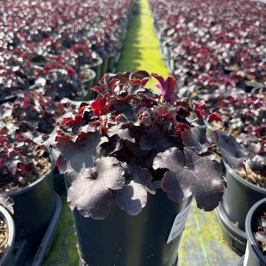 Heuchera villosa 'Blackout'