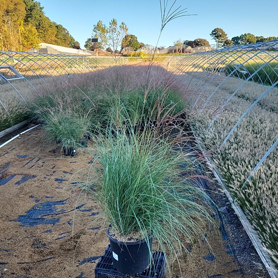 Miscanthus sinensis Adagio