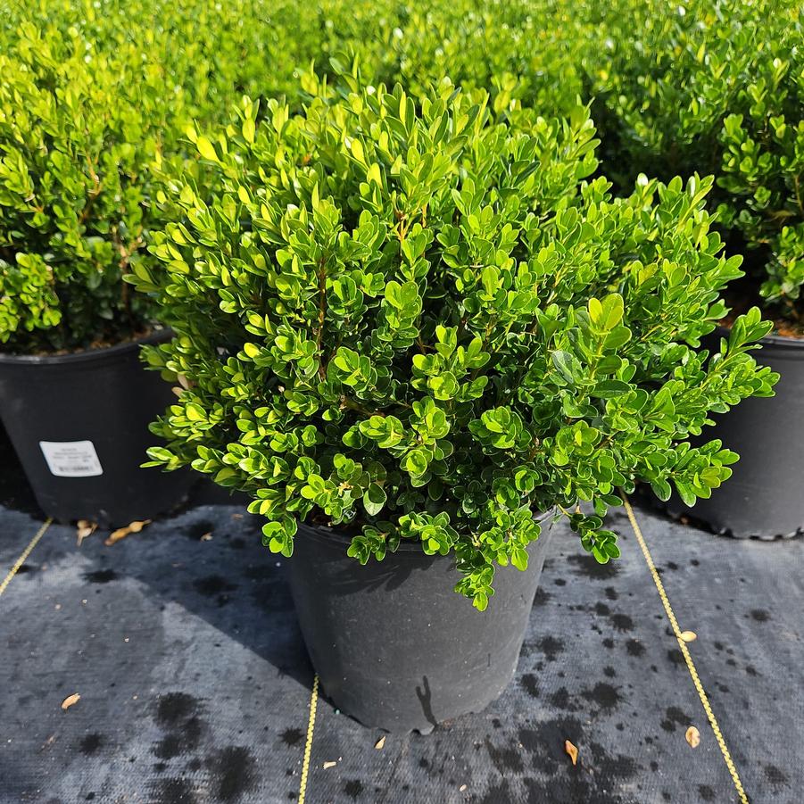 Buxus microphylla var. japonica Baby Gem™