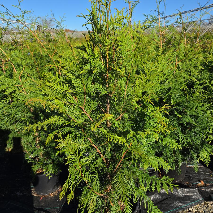 Thuja X 'Green Giant'