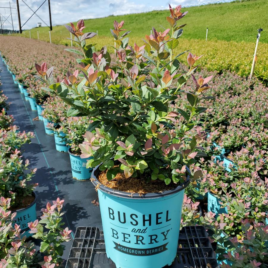 Vaccinium corymbosum hybrid Bushel and Berry® Pink Icing®