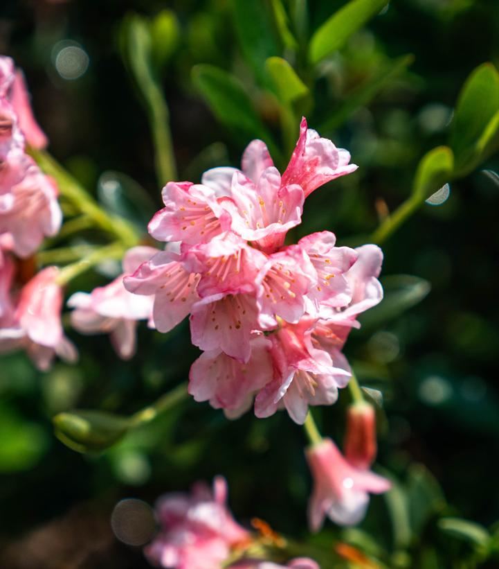 Rhododendron micrantha Bloombux® Magenta