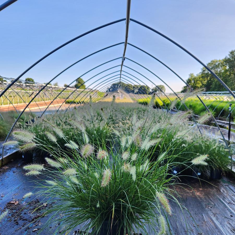 Pennisetum alopecuroides Hameln