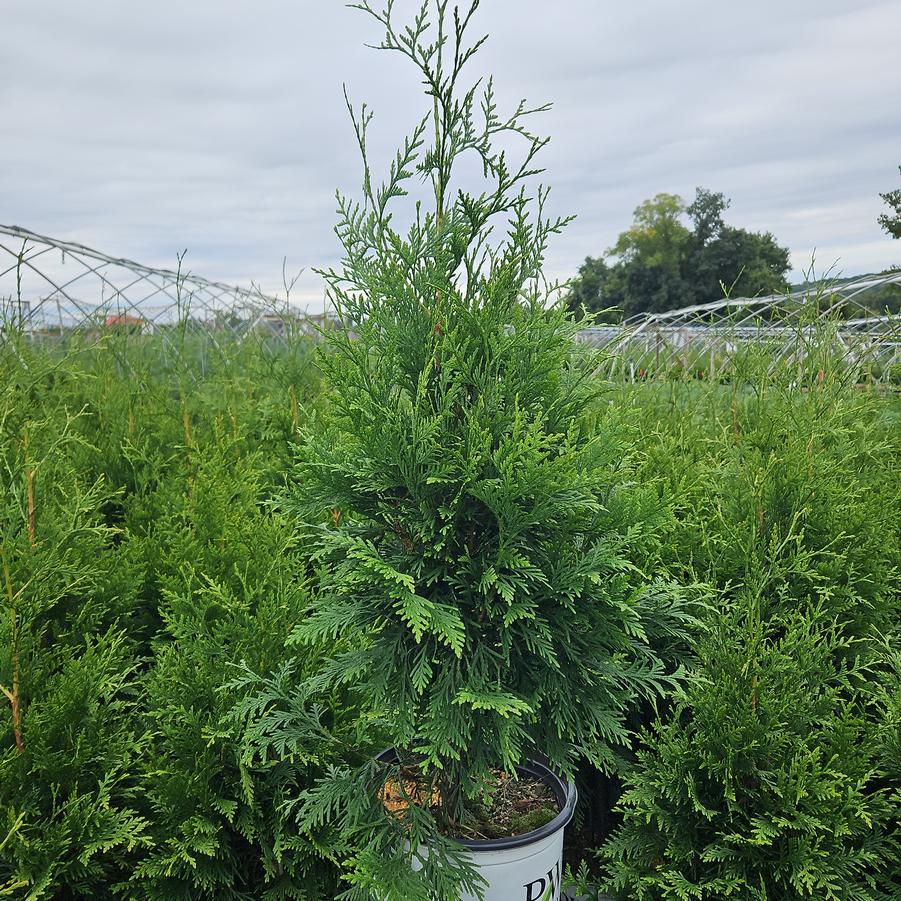 Thuja plicata Spring Grove®