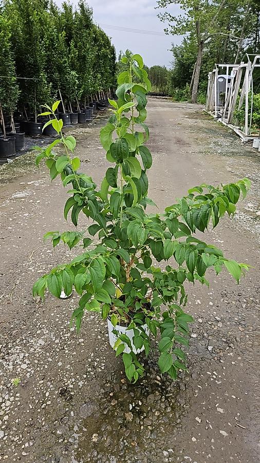 Heptacodium miconioides Temple of Bloom®