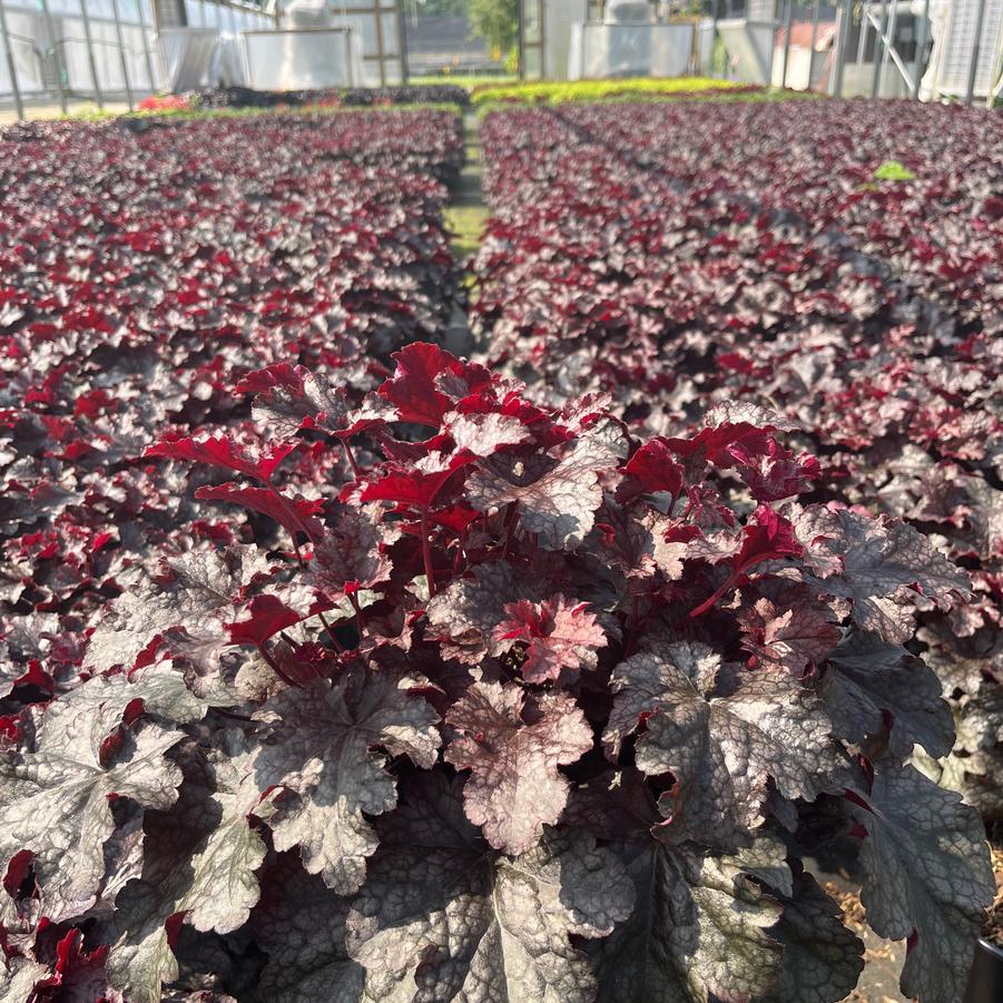 Heuchera 'Plum Pudding'