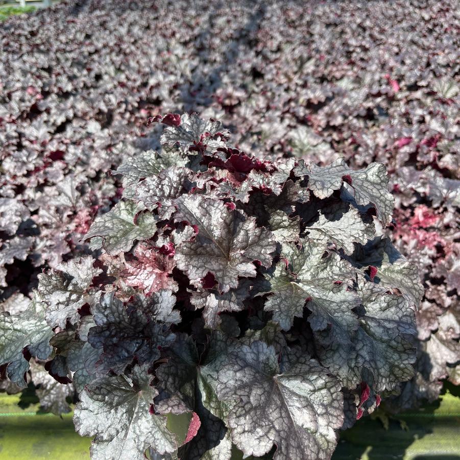 Heuchera 'Plum Pudding'