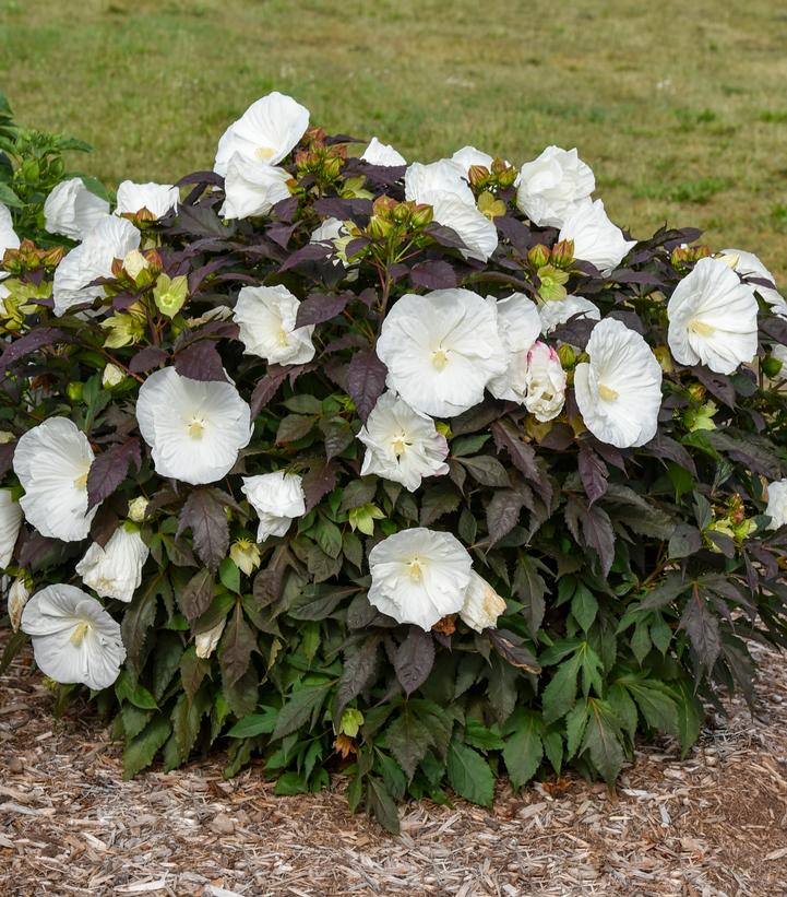 Hibiscus SUMMERIFIC® 'Cookies & Cream'