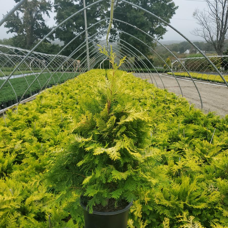 Chamaecyparis obtusa 'Crippsii'