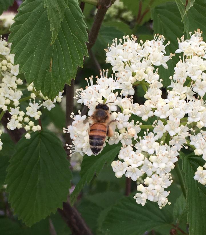 Viburnum dentatum NativeStar® 'Plum Pudding'