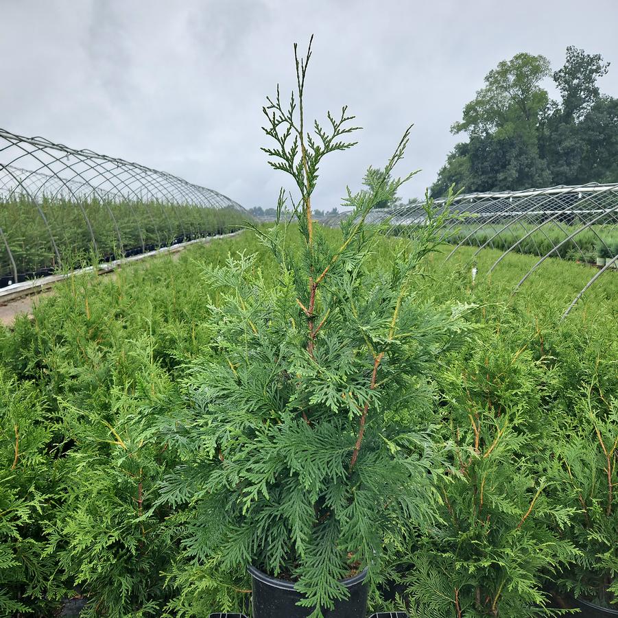 Thuja X 'Green Giant'