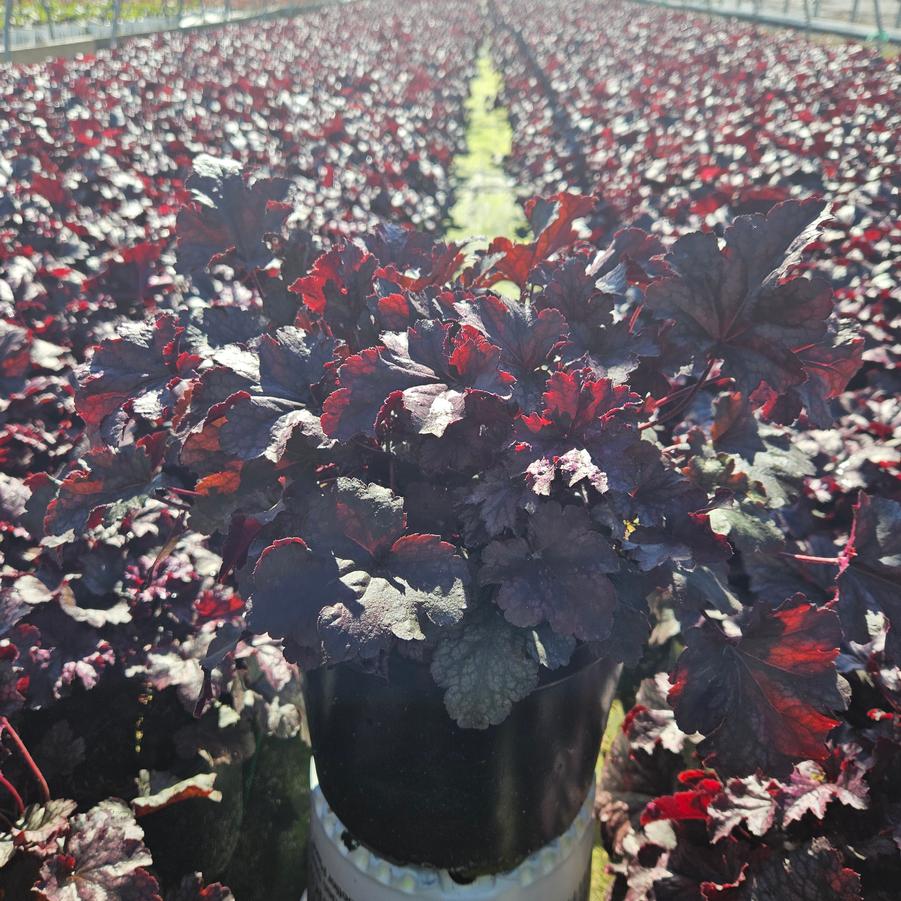 Heuchera 'Plum Pudding'