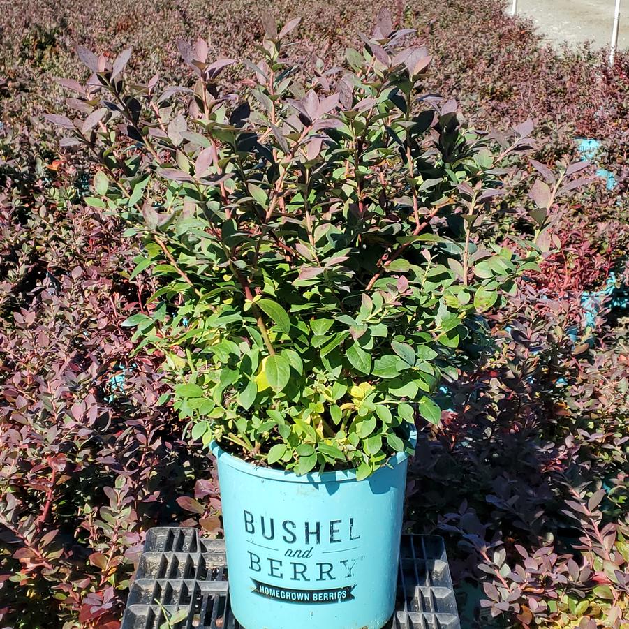 Vaccinium corymbosum Silver Dollar®