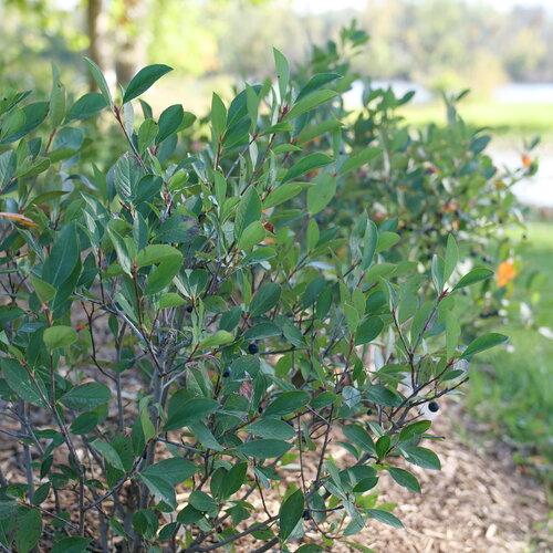 Aronia melanocarpa Low Scape Snowfire®