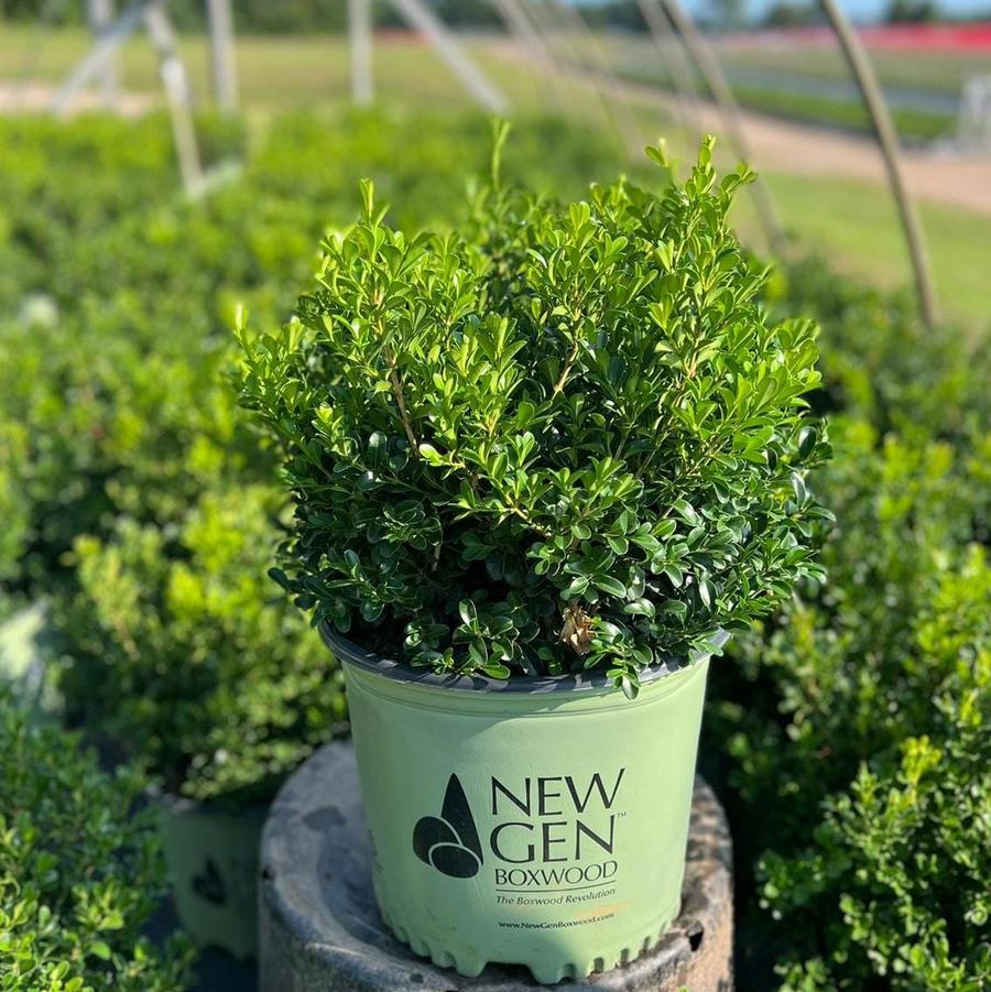 Buxus NewGen Independence®