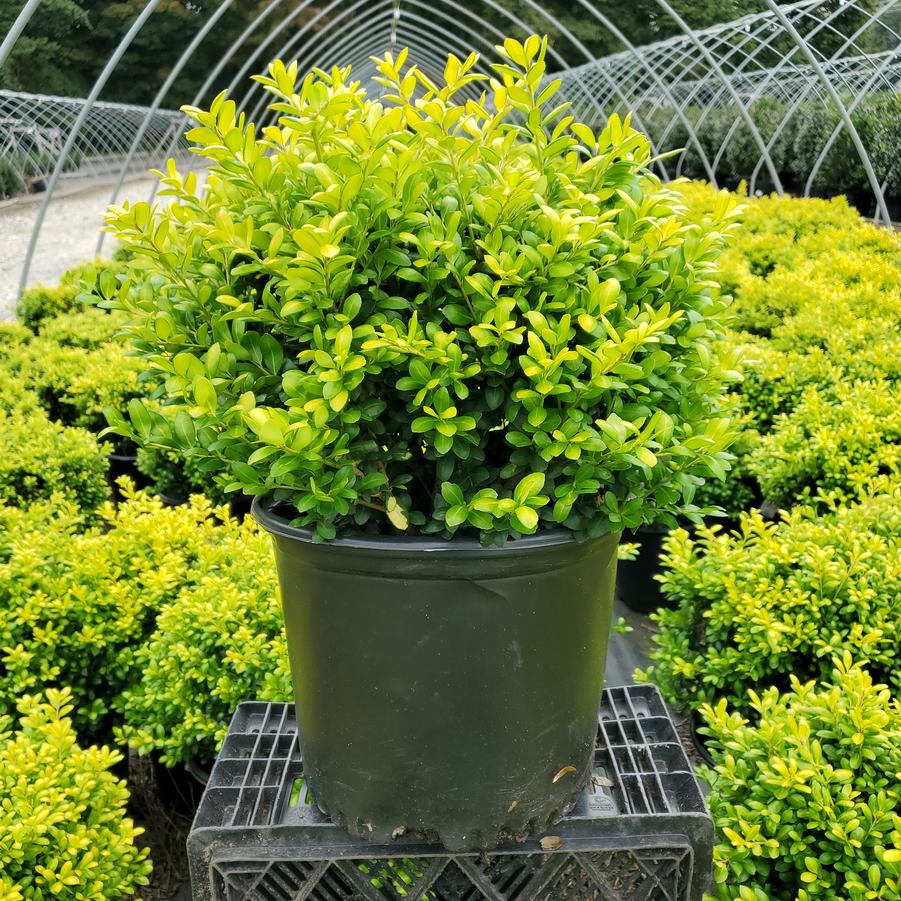 Ilex crenata Drops of Gold