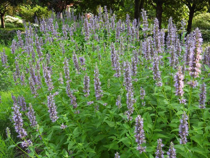 Agastache 'Black Adder'