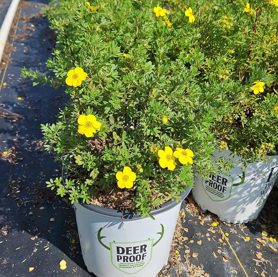 Potentilla fruticosa Happy Face®