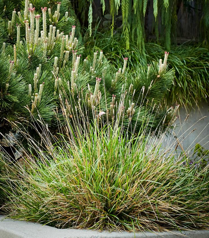 Sesleria 'Greenlee Hybrid'