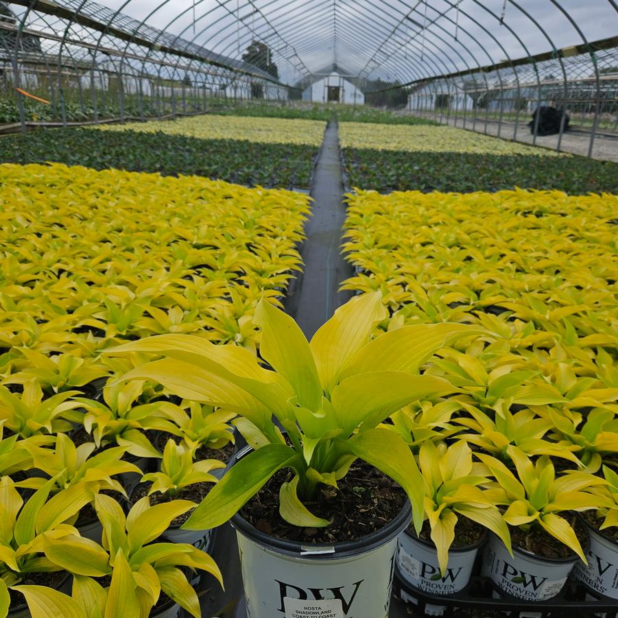 Hosta hybrid Shadowland® Coast to Coast