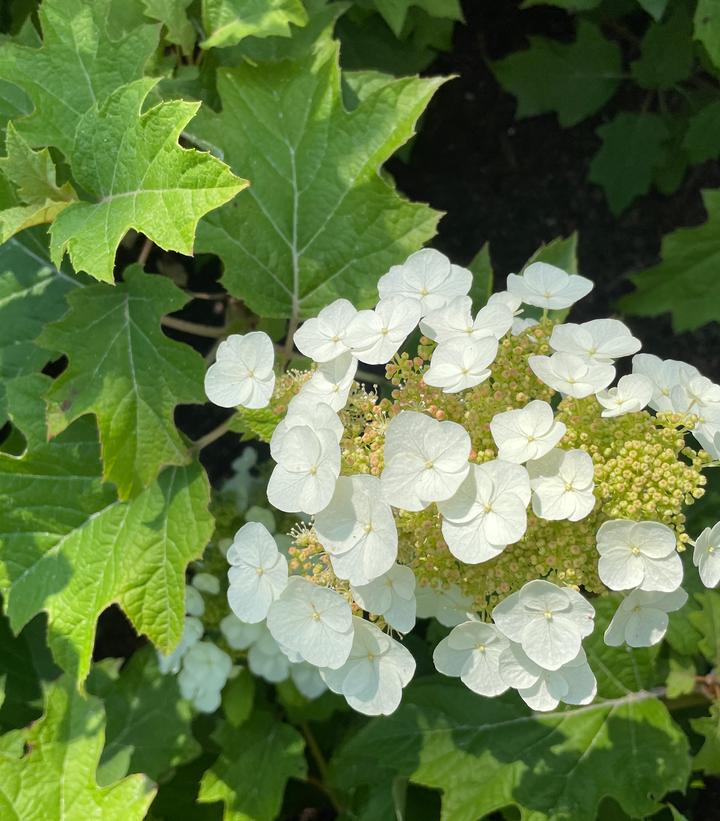 Hydrangea quercifolia Toy Soldier™