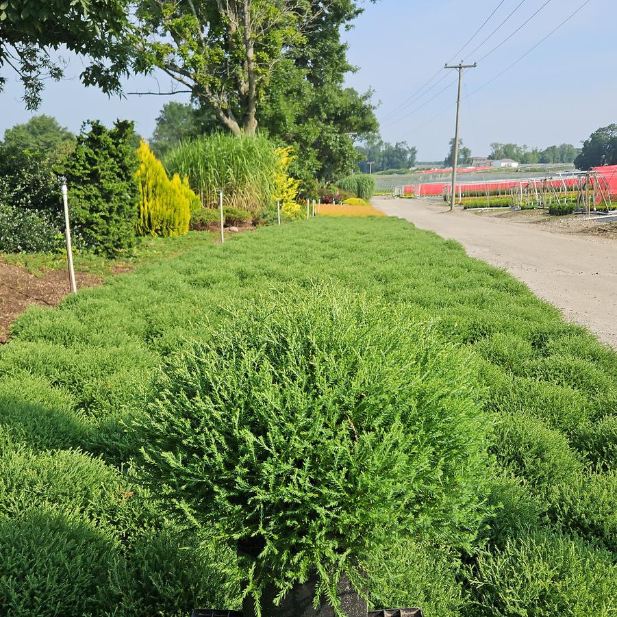 Thuja Mr. Bowling Ball®