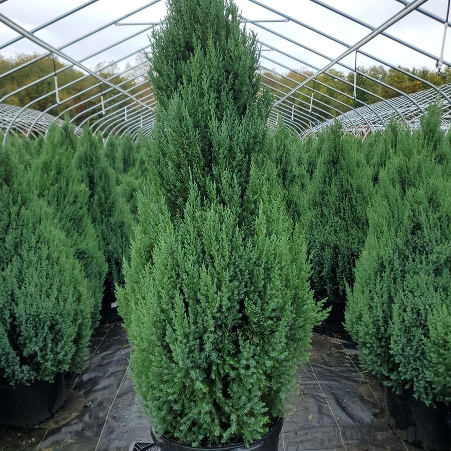 Juniperus chinensis Blue Point