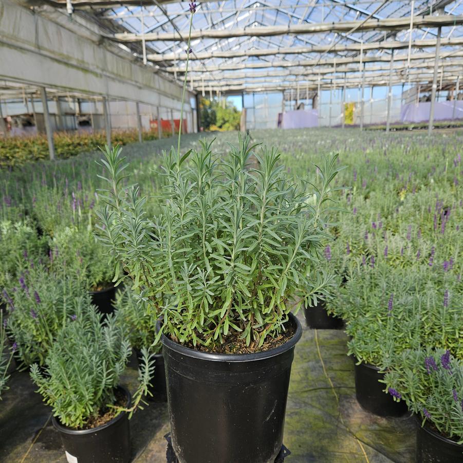 Lavandula ang. 'Hidcote'