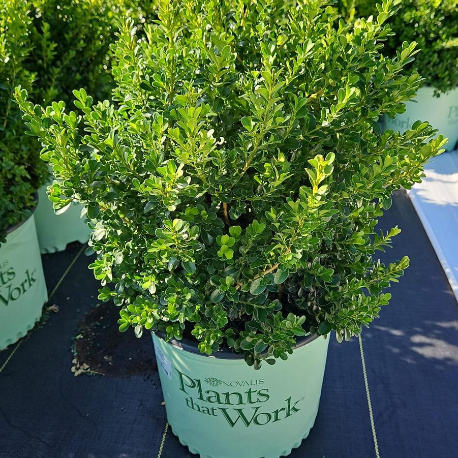 Buxus 'Cranberry Creek'