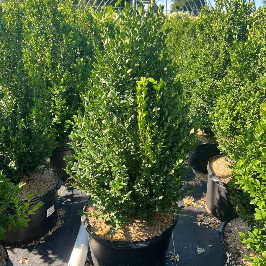 Buxus microphylla var. japonica Green Mountain