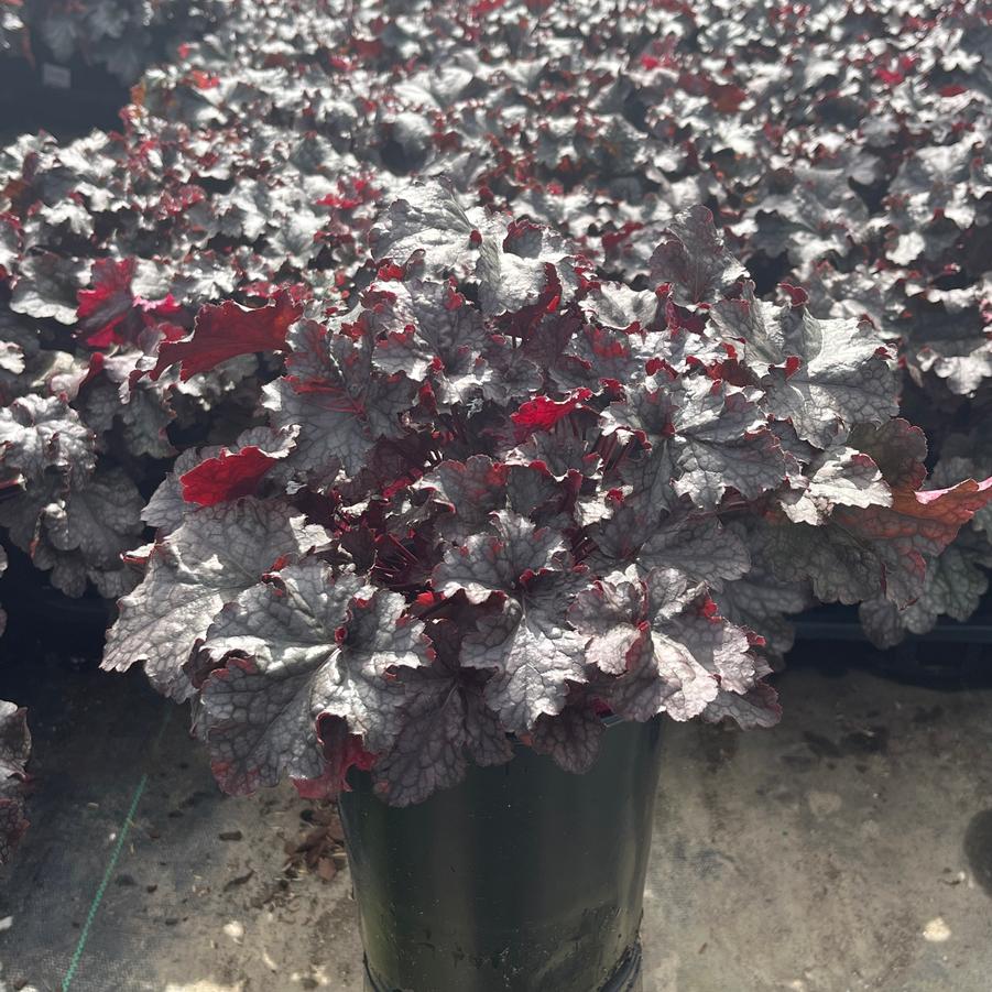 Heuchera 'Plum Pudding'