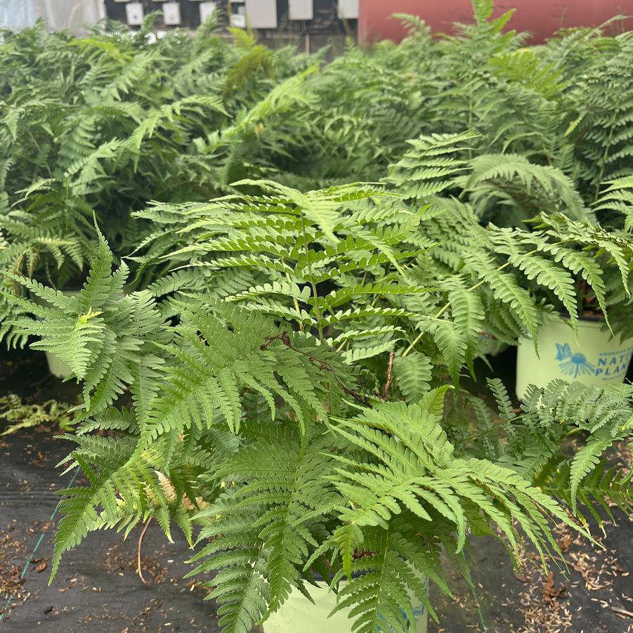 Dryopteris marginalis 