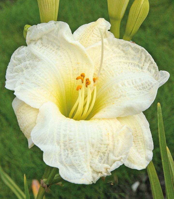 Hemerocallis 'Gentle Shepherd'