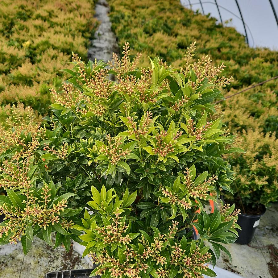 Pieris japonica 'Purity'