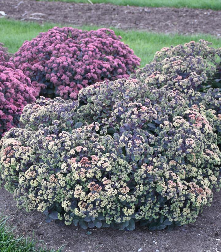 Sedum 'Night Light'