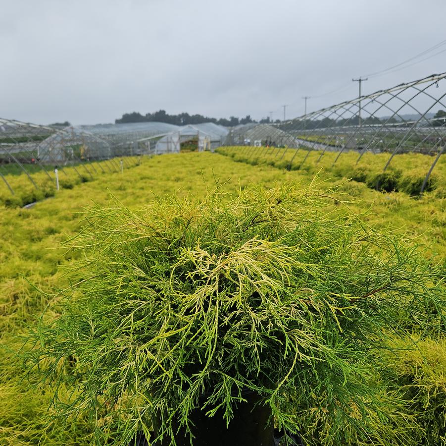 Chamaecyparis pisifera 'Filifera Aurea'