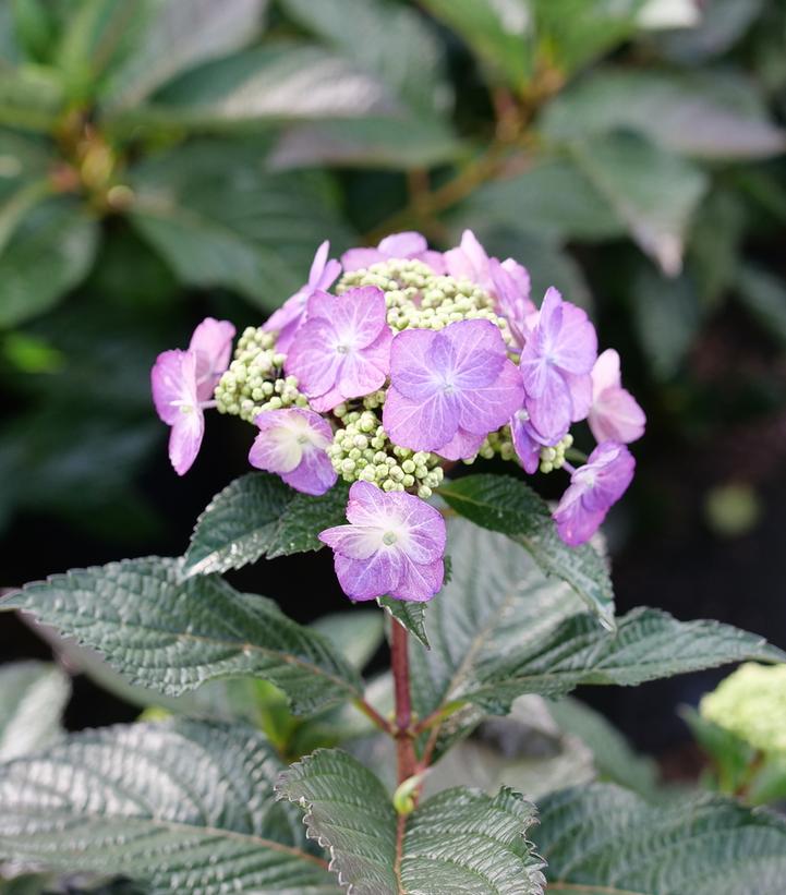 Hydrangea serrata Tuff Stuff Top Fun™