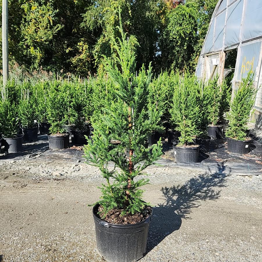 Cryptomeria japonica 'Black Dragon'