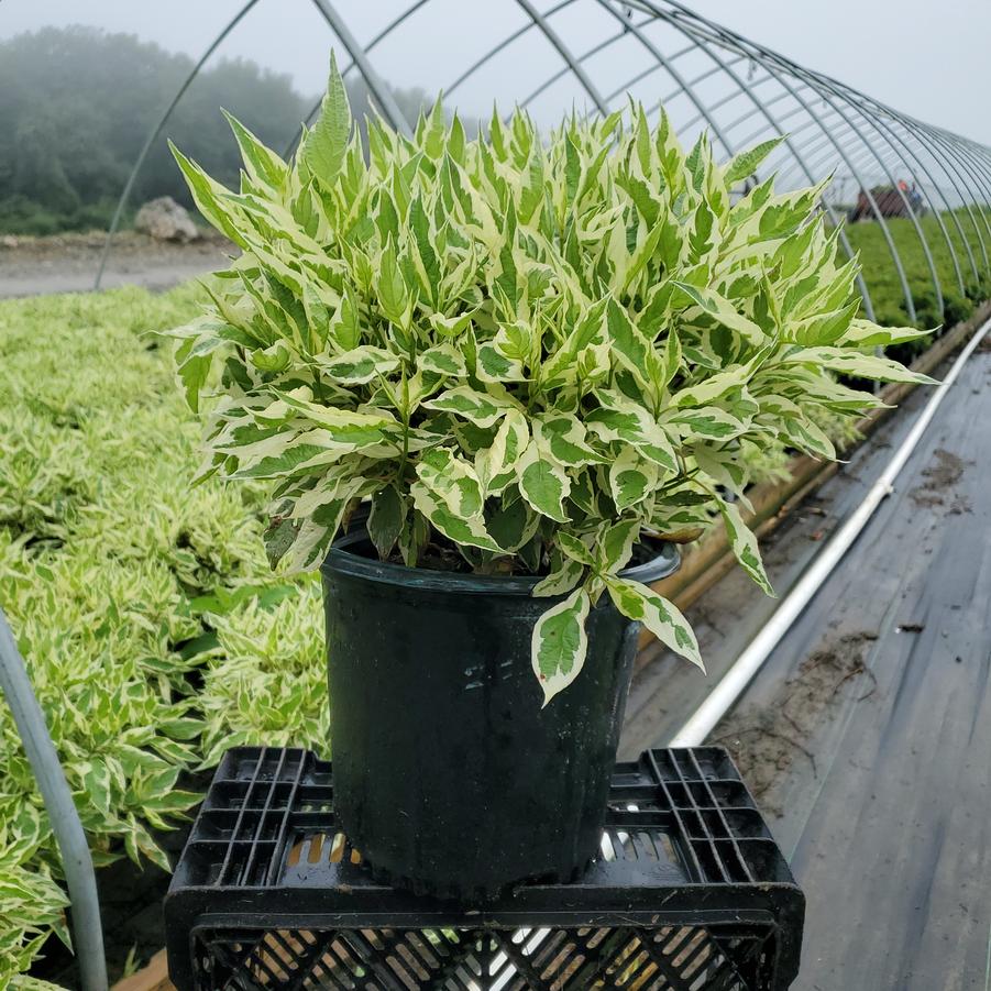 Cornus alba Ivory Halo®