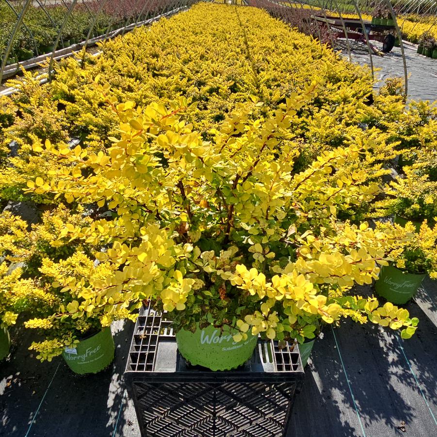 Berberis WorryFree® Lemon Glow®