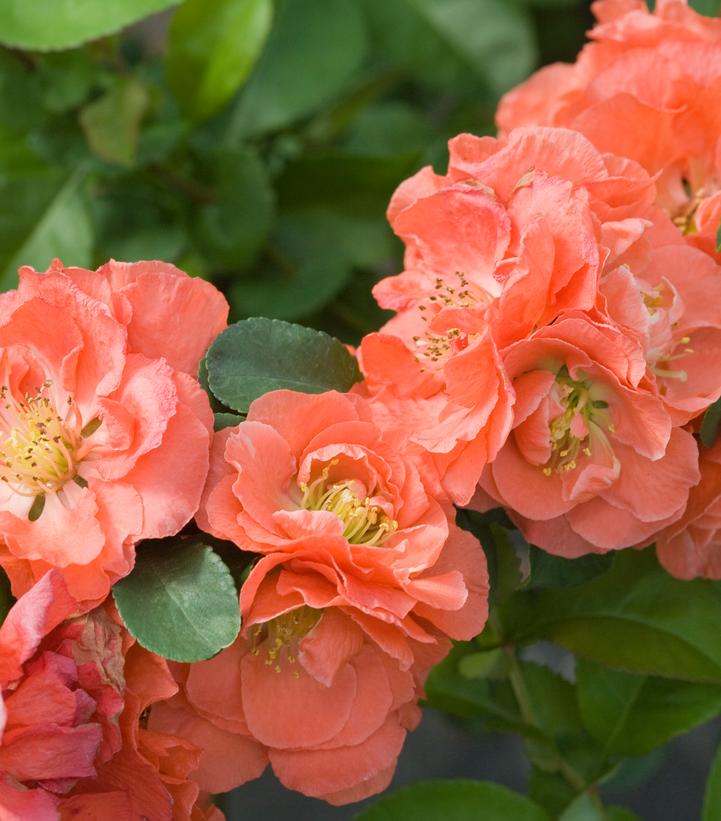 Chaenomeles speciosa Double Take® Peach