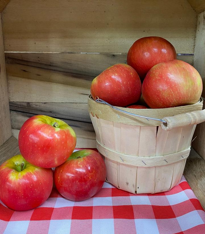 Malus domestica Honeycrisp 'Royal Red'