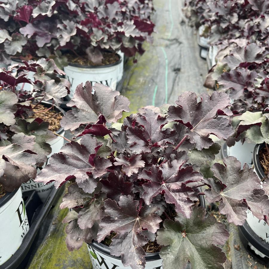 Heuchera hybrid Primo® Black Pearl