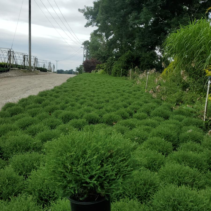 Thuja Mr. Bowling Ball®