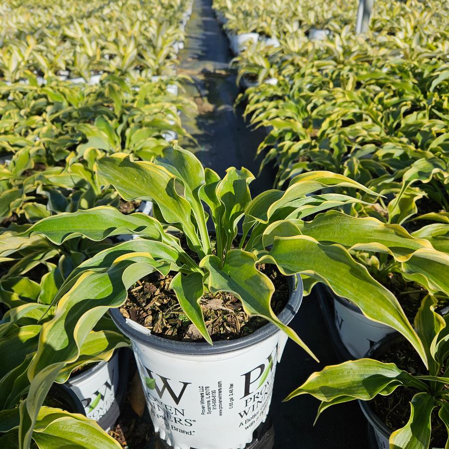 Hosta Shadowland® 'Voices in the Wind'